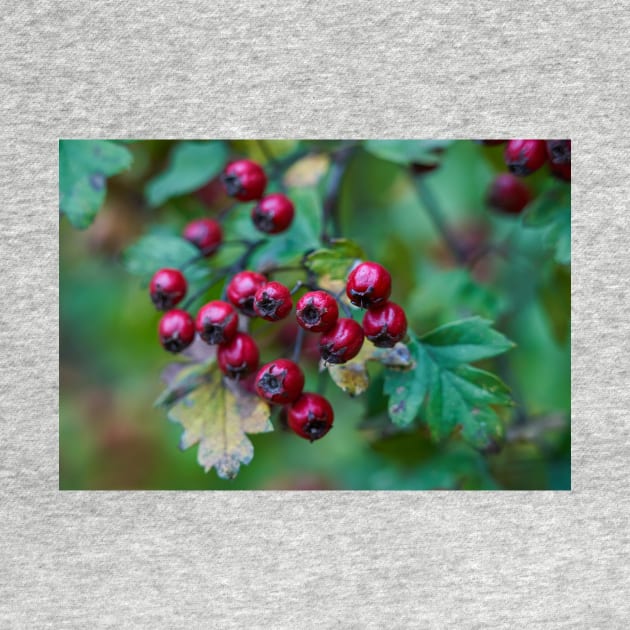 Ripe hawthorn berries by naturalis